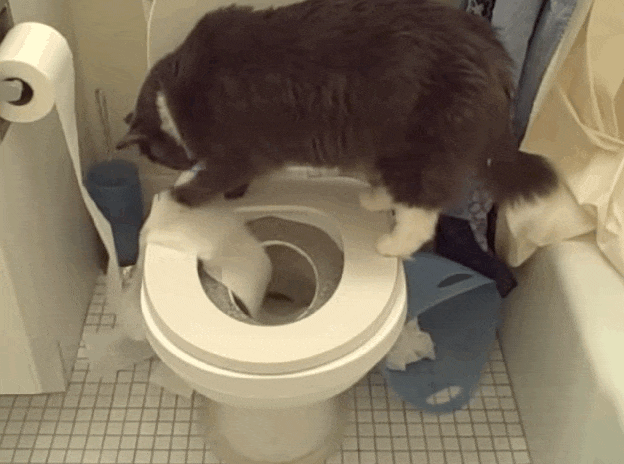 Image result for cat falls in toilet gif