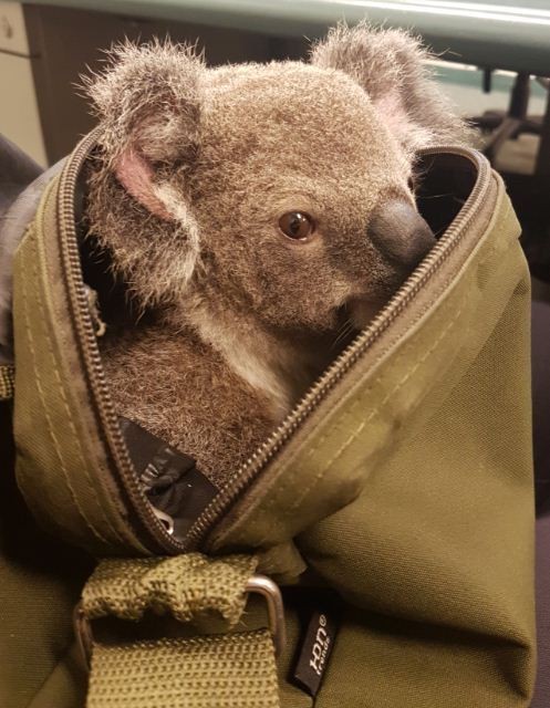 Image result for animals inside handbag