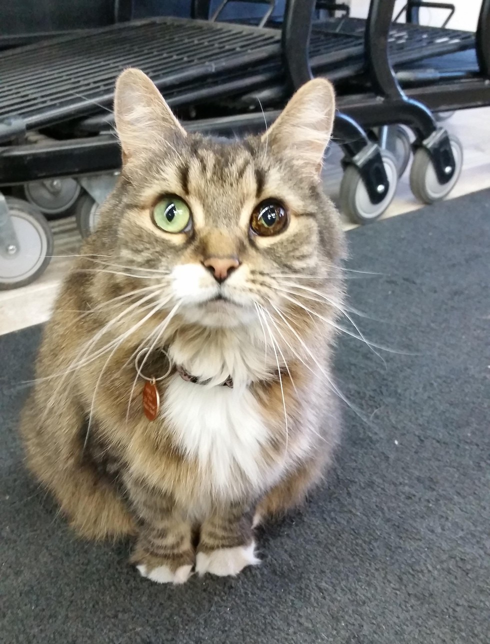 Woman Saves Stray Cat with Unique Eye, the Kitty Returns the Favor