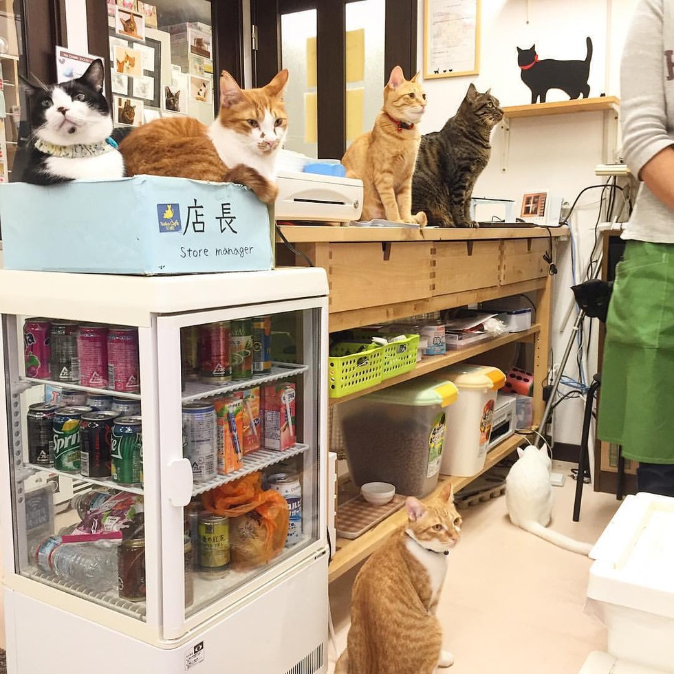 Happy Place Run by Nine Rescue Cats, Store Manager is Feline Love Meow
