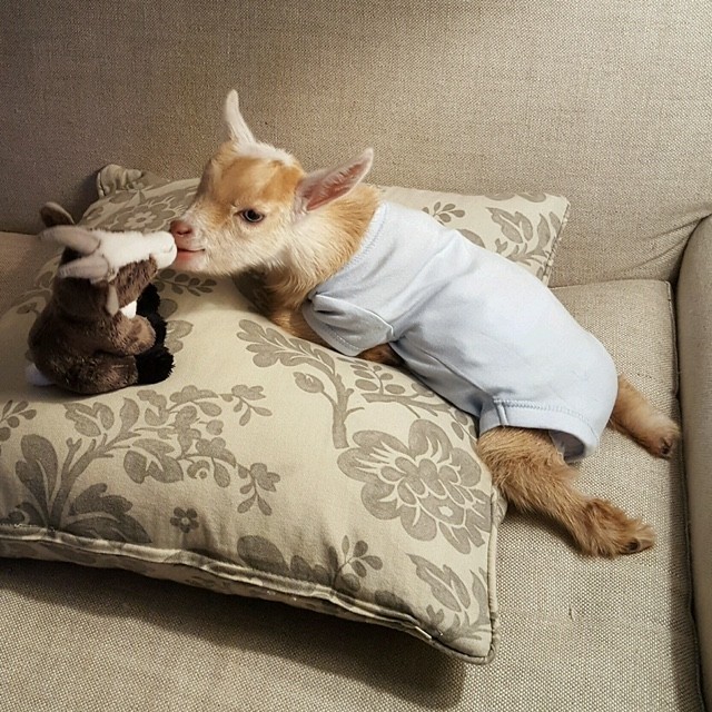 Goat Born Without Back Legs Finds The Perfect Mom To Raise Him