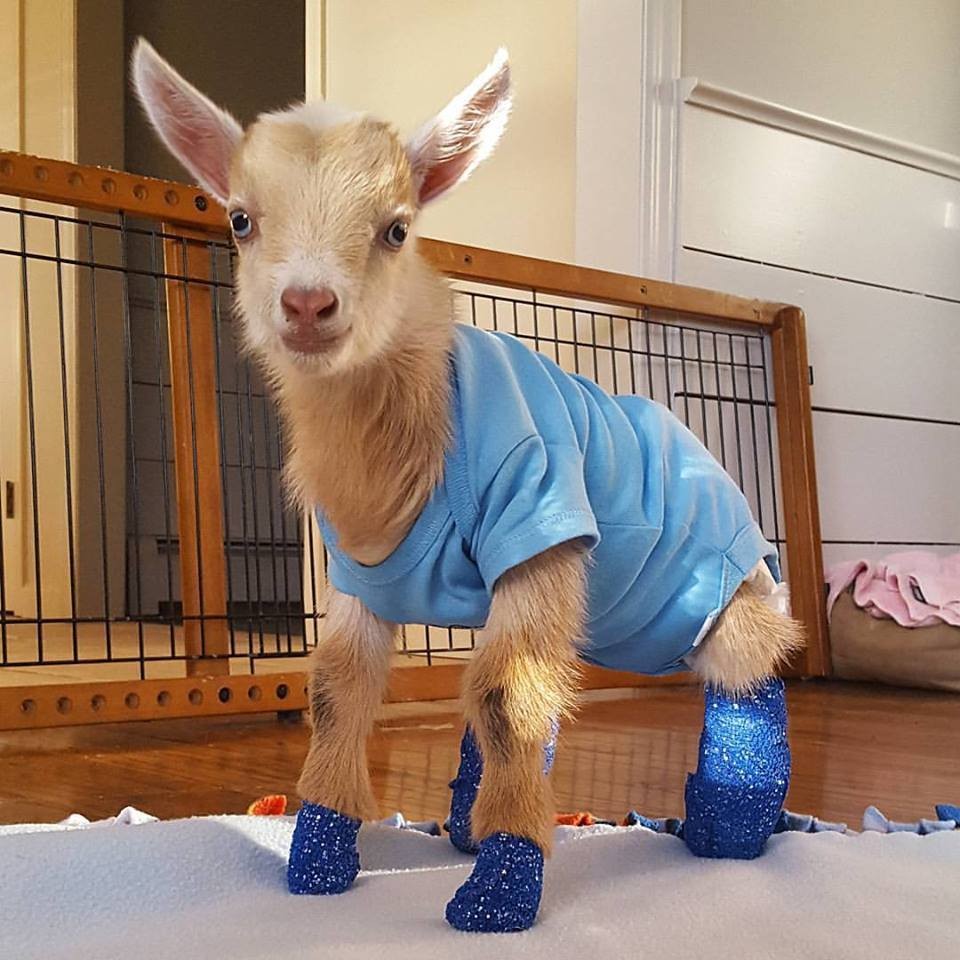 Goat Born Without Back Legs Finds The Perfect Mom To Raise Him