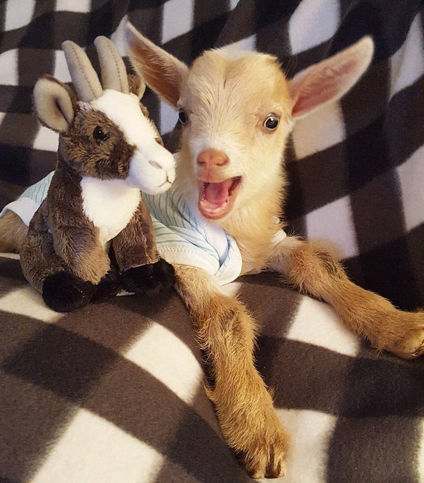 Goat Born Without Back Legs Finds The Perfect Mom To Raise Him goat-born-without-back-legs-finds-the-perfect-mom-to-raise-him
