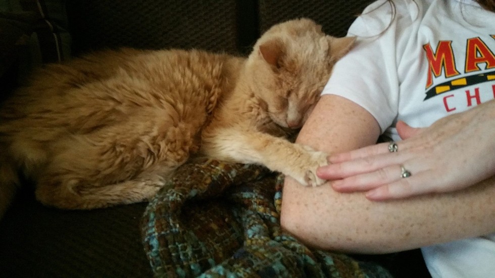 Couple Gave 21 Year Old Super Senior Cat A Chance To Live Out His Best