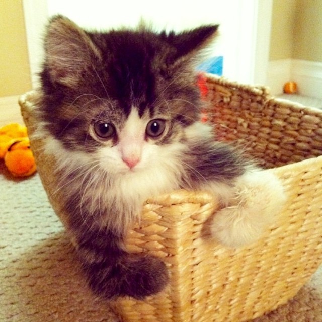 Happy Cat Walks On Two Legs Like a Little Human - Love Meow