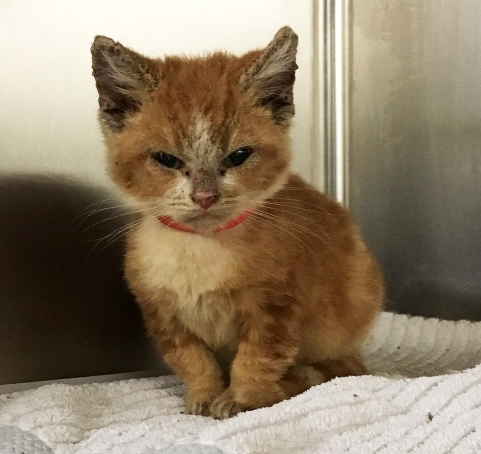 Grumpy Rescue Kitten Transforms Into a Happy Kitty - Love Meow