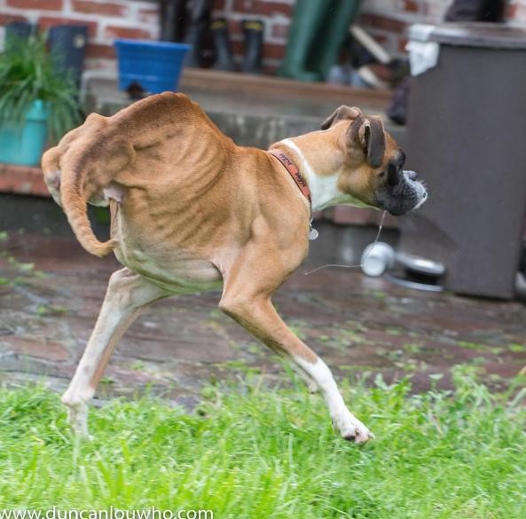 rescue-dog-missing-his-back-legs-refuses-to-slow-down