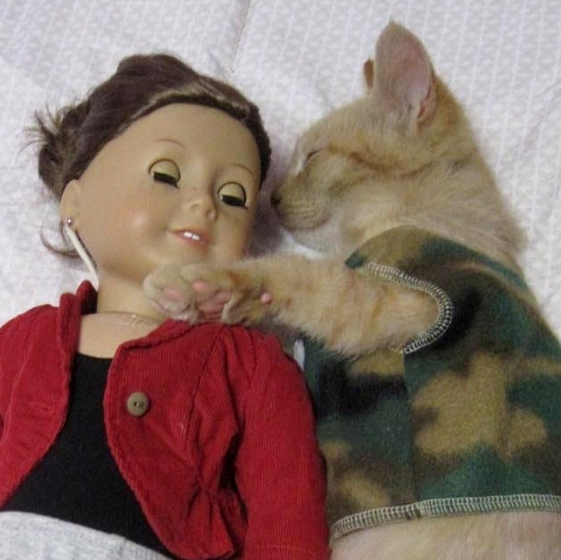 American girl hotsell doll cats