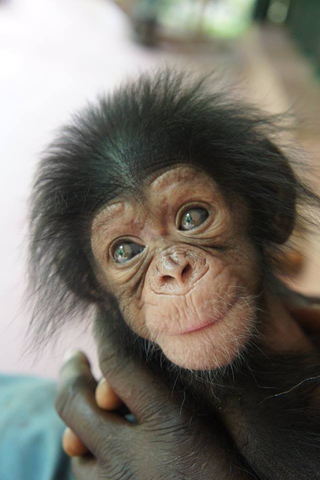 Baby Chimp Makes New Friends While He Waits To Reunite With Mom