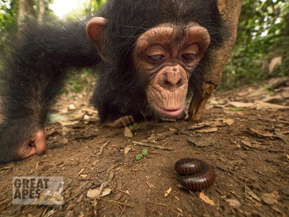 Baby Chimp Makes New Friends While He Waits To Reunite With Mom