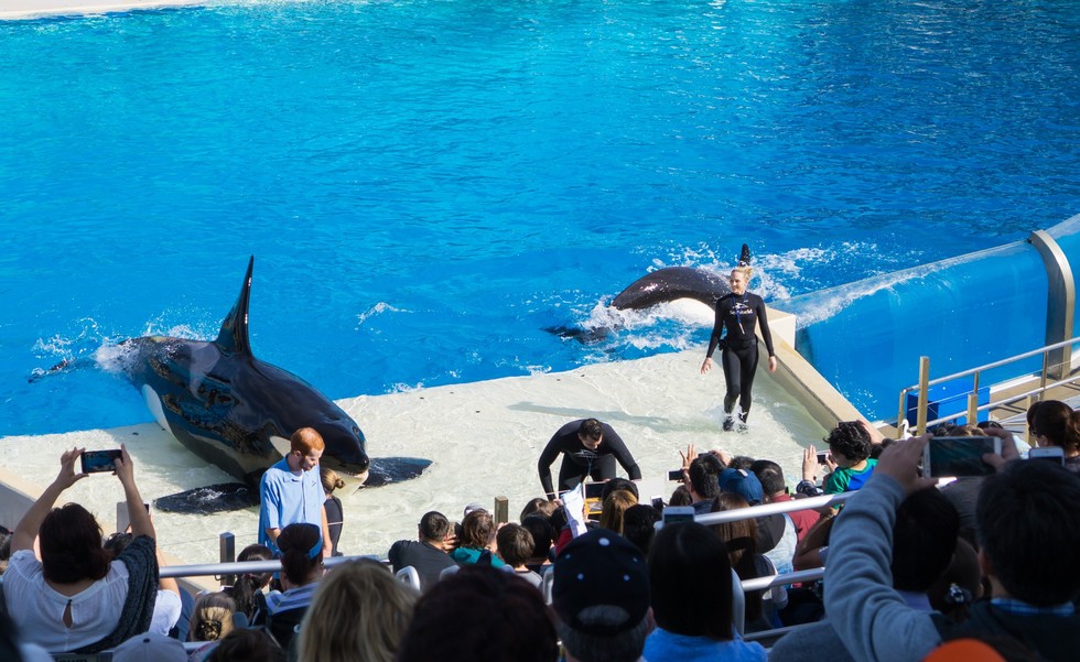 SeaWorld Just Fired Hundreds Of Workers