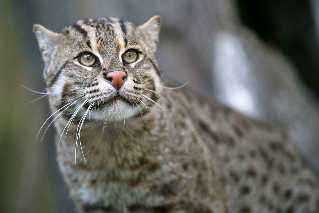 The Fishing Cat - Love Meow