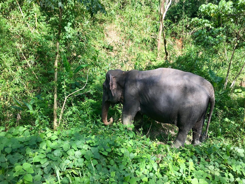 Blind Senior Elephant Is So Happy That She Was Finally Rescued