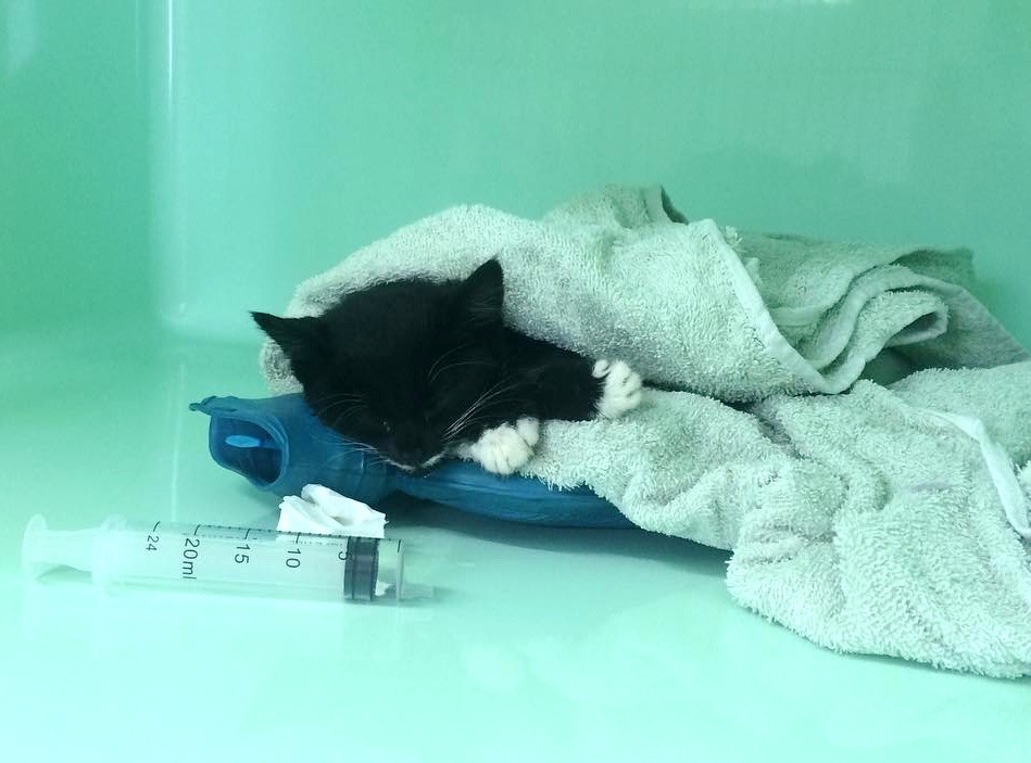 Kitten Brought in Completely Lifeless, After 3 Hours of ...