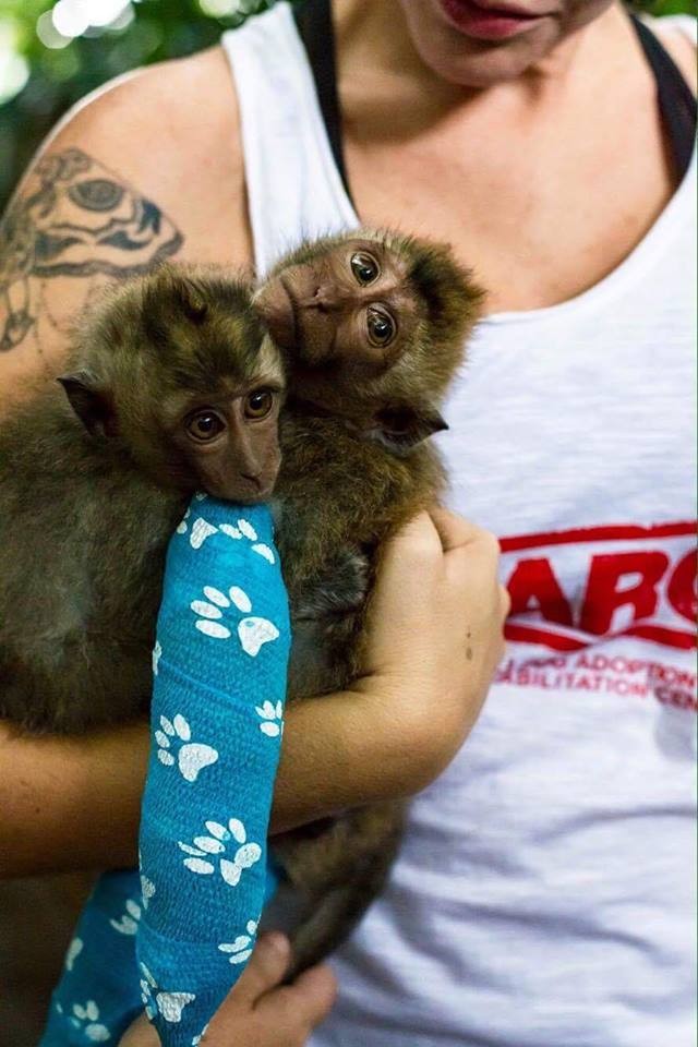 Baby Monkey Who Was Beaten By 'Owner' Can't Stop Hugging New Sister