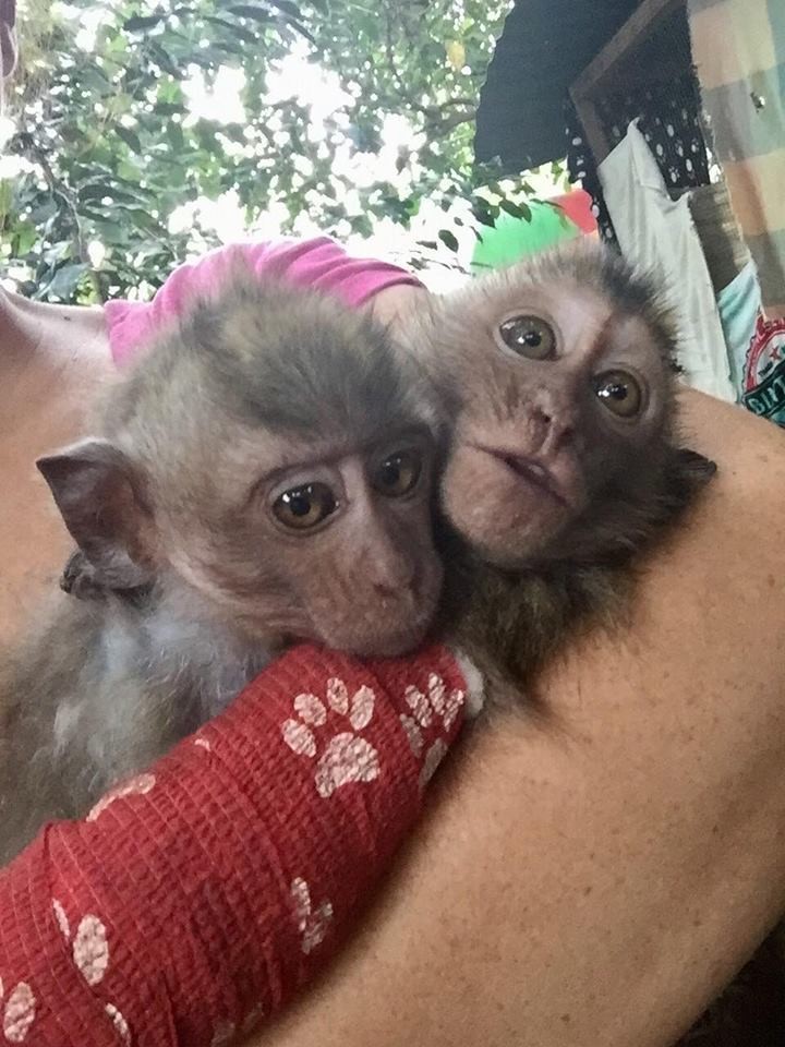 Baby Monkey Who Was Beaten By 'Owner' Can't Stop Hugging