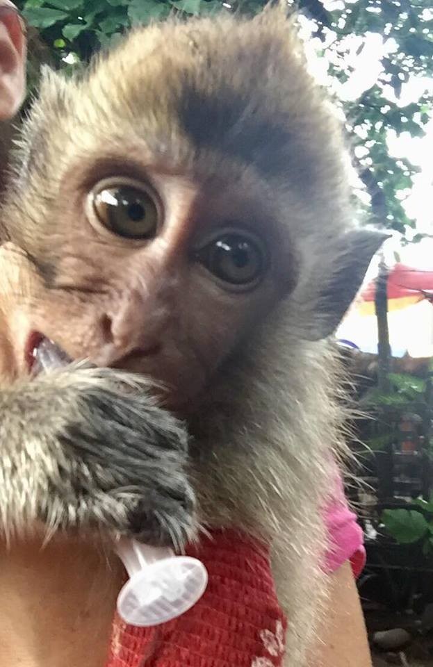 Baby Monkey Who Was Beaten By 'Owner' Can't Stop Hugging New Sister