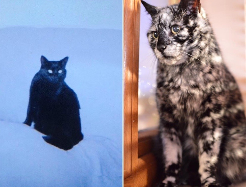 19 Year Old Cat Grows Snowflake Pattern from His Dark Black Coat Over a