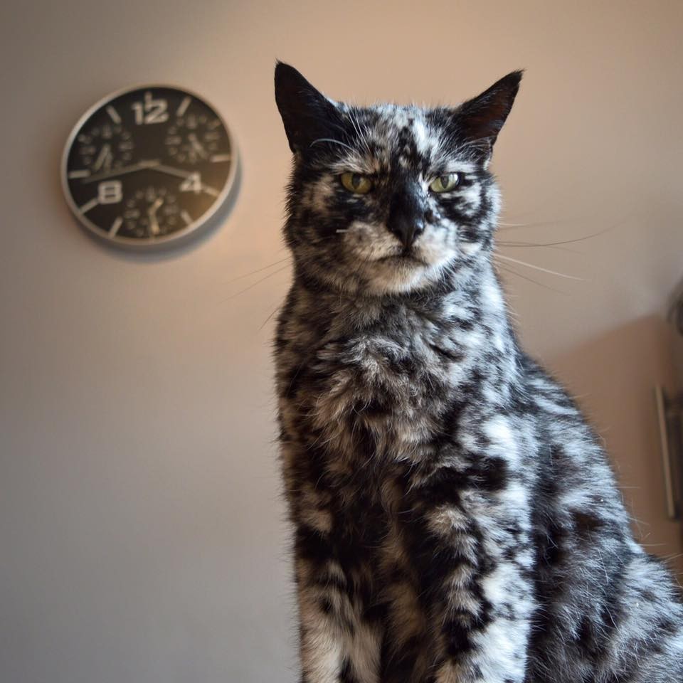 19 Year Old Cat Grows Snowflake Pattern From His Dark Black Coat Over A