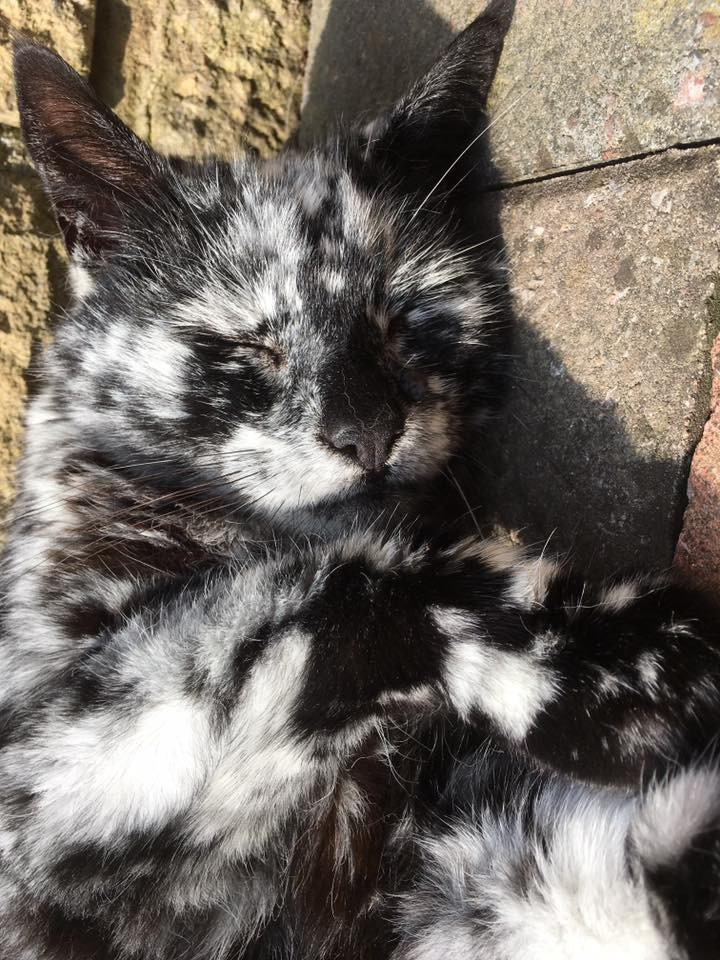 19 Year Old Cat Grows Snowflake Pattern From His Dark Black Coat Over A