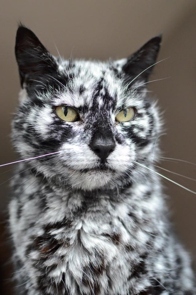 19 Year Old Cat Grows Snowflake Pattern from His Dark Black Coat Over a