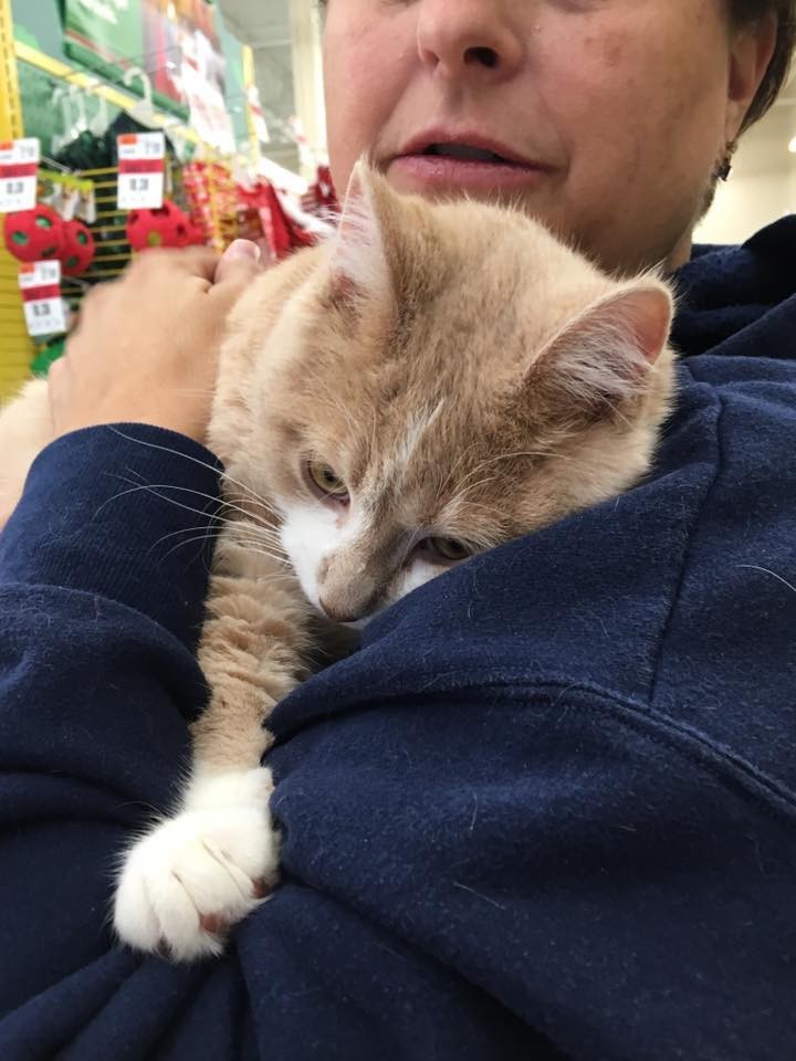 Rescue Cat So Happy to Be Adopted He Can't Stop Hugging His Human