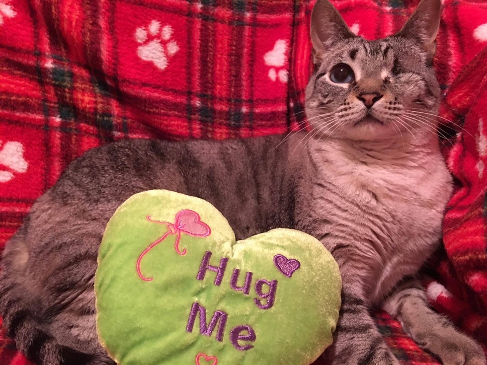 One-Eyed Cat Too ‘Ugly’ For A Home Meets Soul Mate 980x
