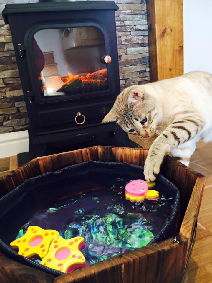 Luxury Cat Hotel Is Everything Your Cat Ever Dreamed Of