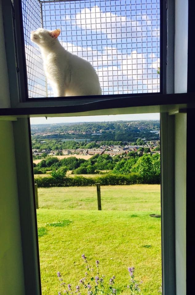 Luxury Cat Hotel Is Everything Your Cat Ever Dreamed Of