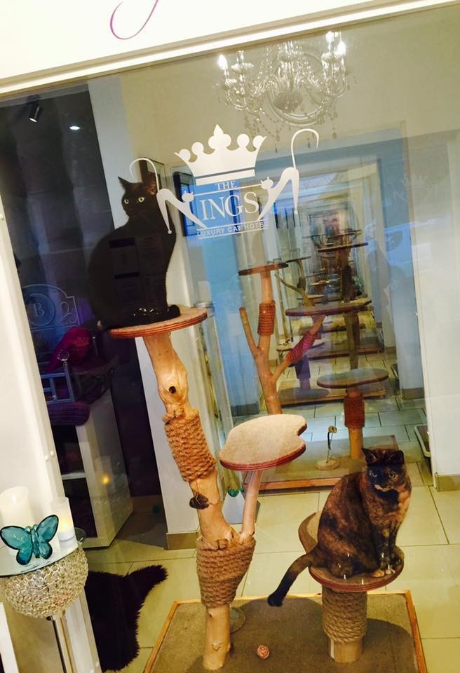 Luxury Cat Hotel Is Everything Your Cat Ever Dreamed Of