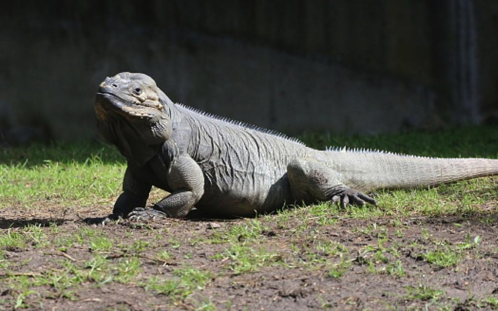 Haiti Wildlife / Haitian pigs | Animals : According to the world ...