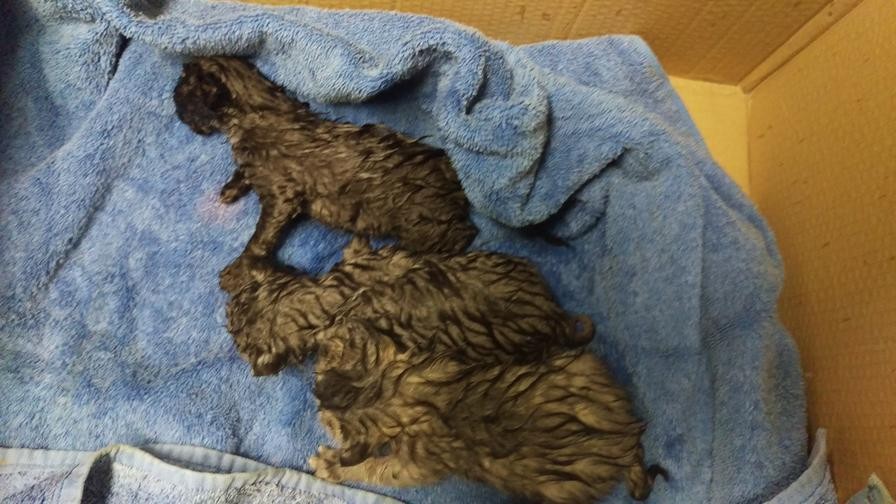 Couple Saves Kittens from Freezing Cold But After 20 Minutes of ...