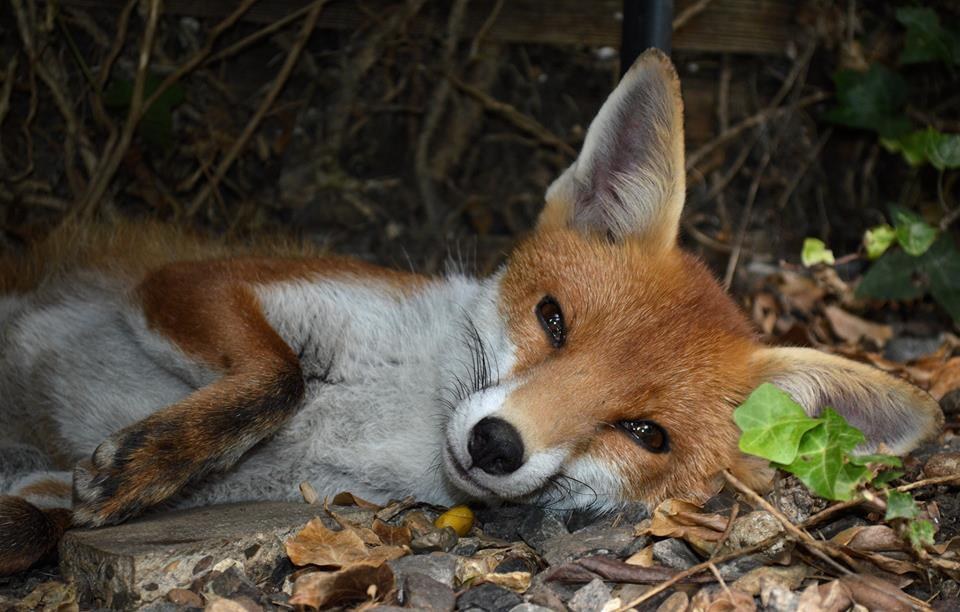 Foxes Are Being Killed In London Right Now