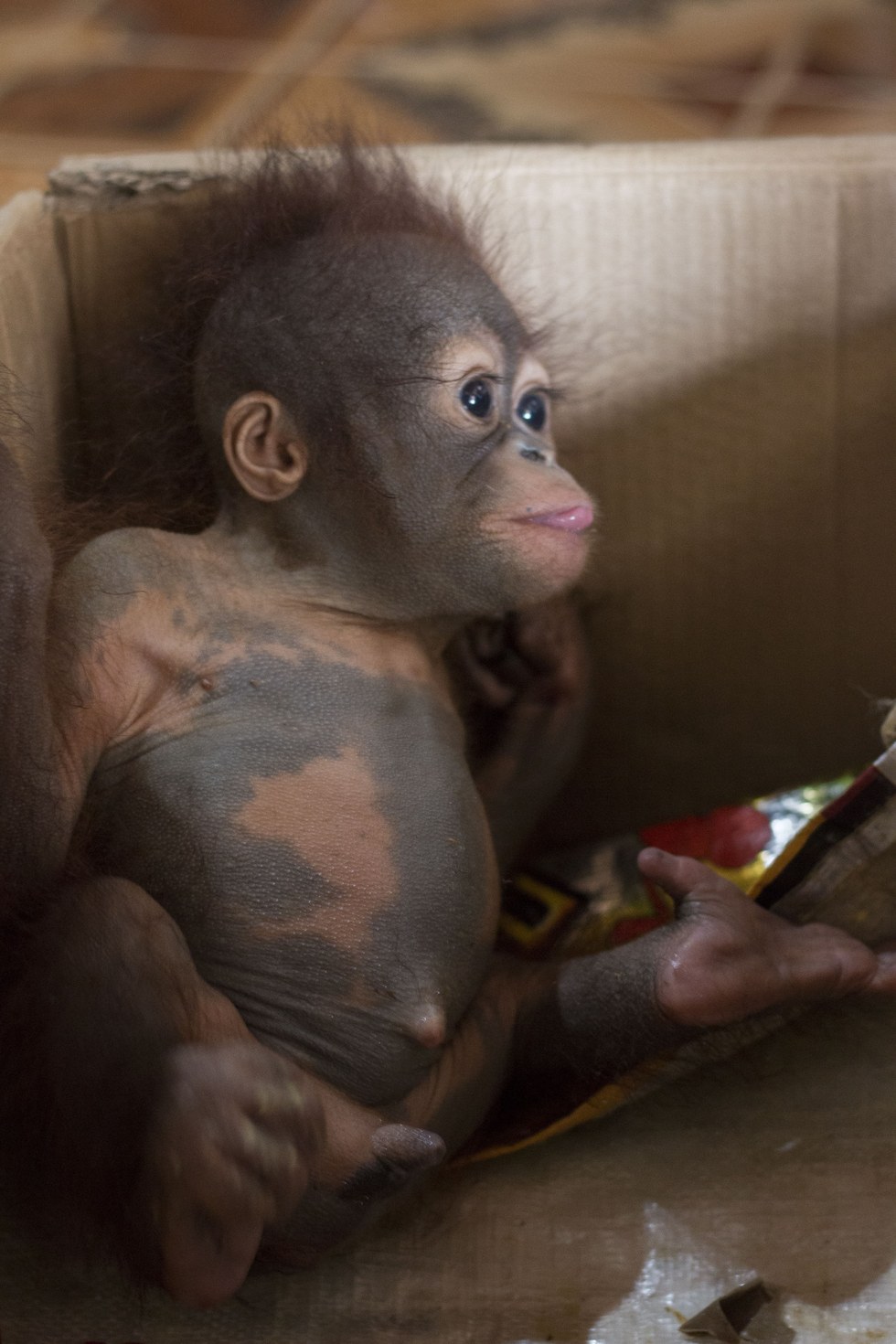 Infant Orangutan  Clings To Rescuers Hands After Being 