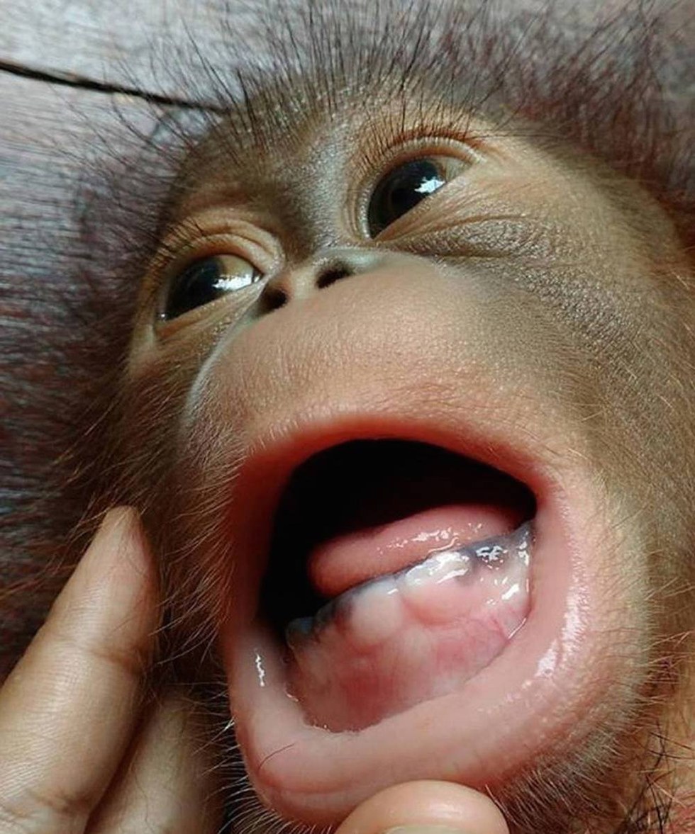 Rescued Baby  Orangutan  Shows Off Her First Teeth 