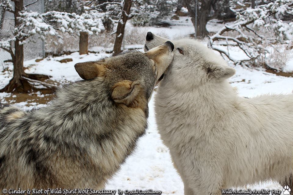 Stray 'Wolf' Found Wandering The Streets Alone Finds His Soul Mate