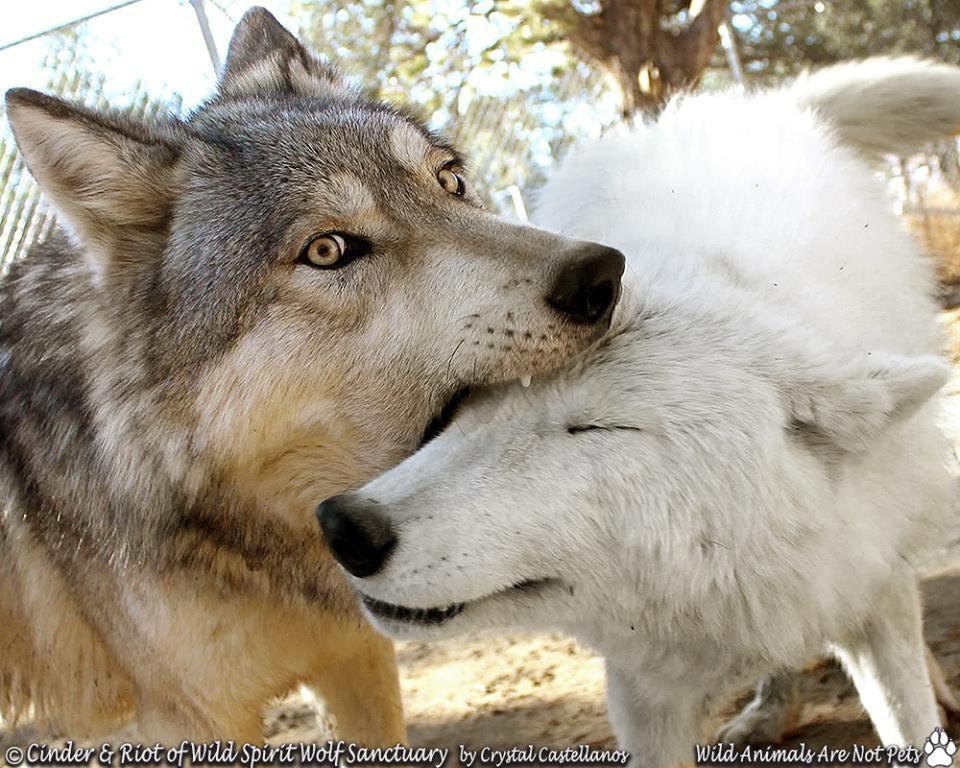Stray �Wolf� Found Wandering The Streets Alone Finds His