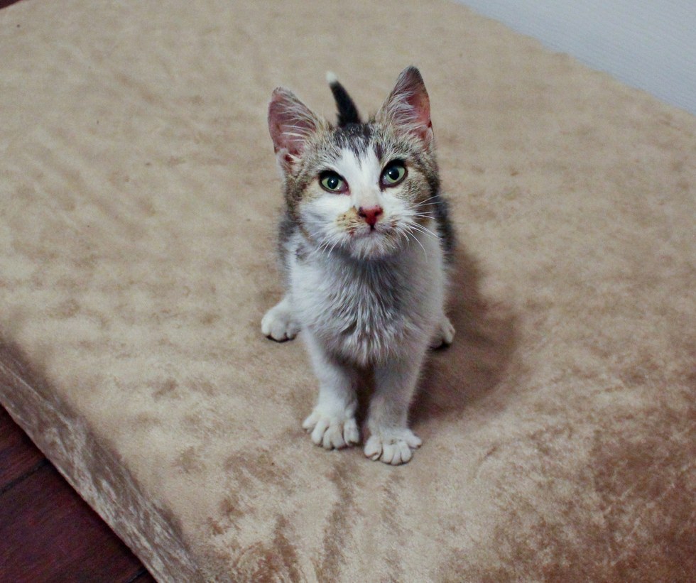 Kitten Found Frozen  to Blanket on Window Sill is Brought 