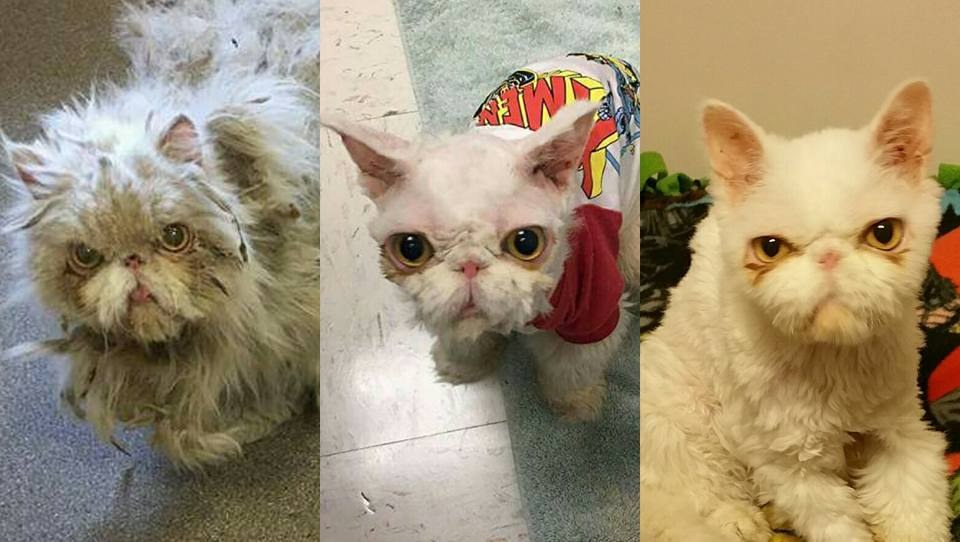 neglected-cat-unrecognizable-after-5-pounds-of-matted-fur-is-shaved-off