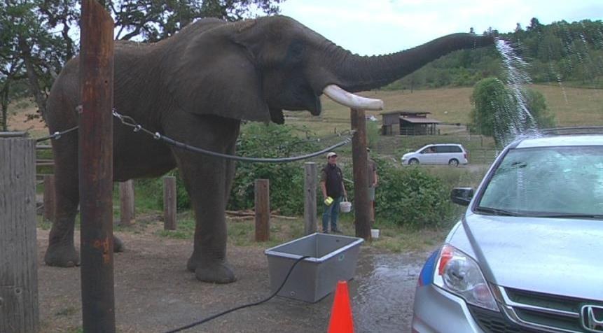 Elephants Forced To Wash Tourists' Cars At 'Cruel' Zoo