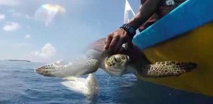 Turtle Caught In Plastic Gets Lucky Rescue From Kind Divers