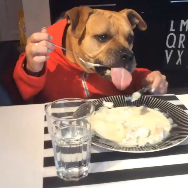 11 Dogs Eating With Human Hands. Yup.