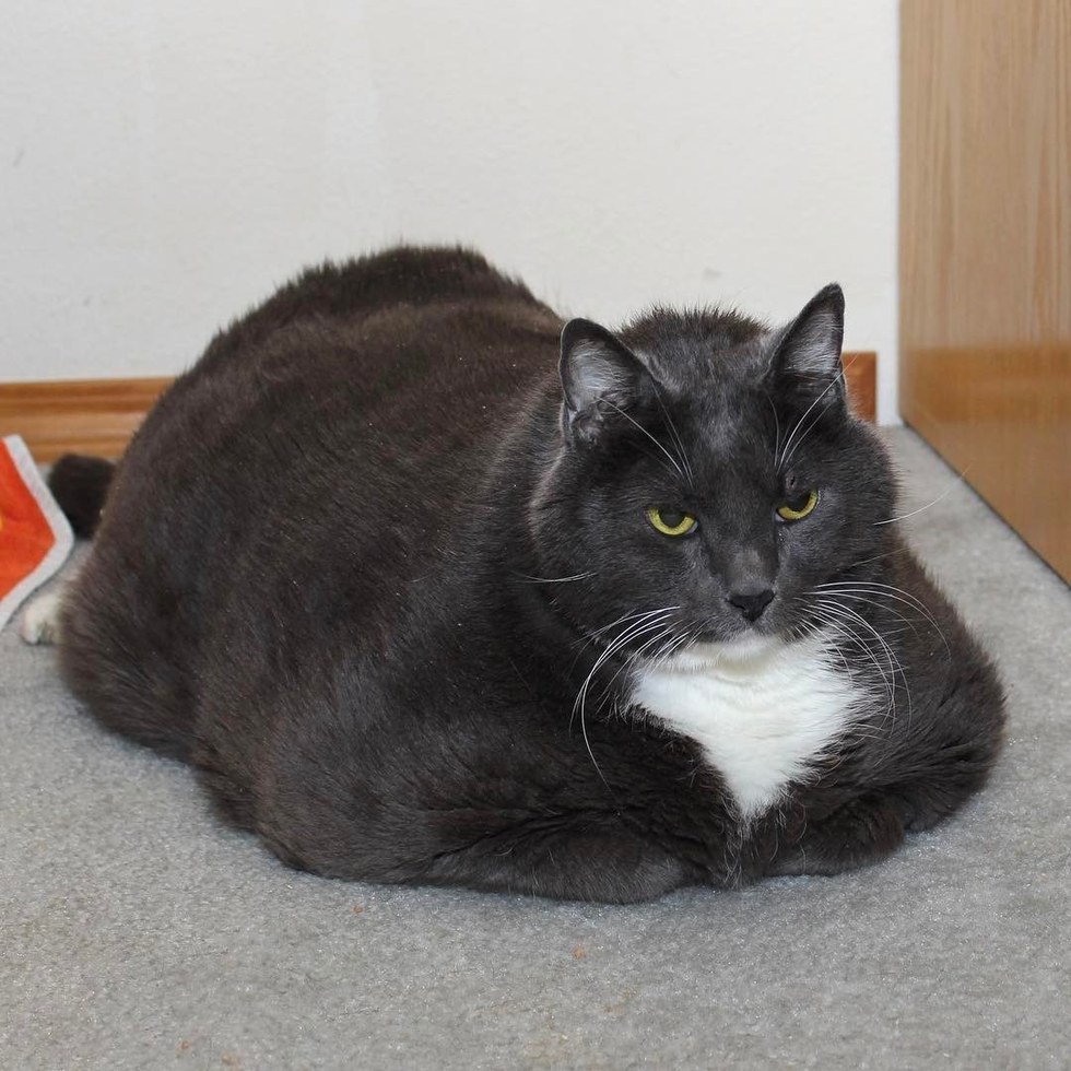  Cat  Loses Over 10 Pounds in a Remarkable Journey to Find 