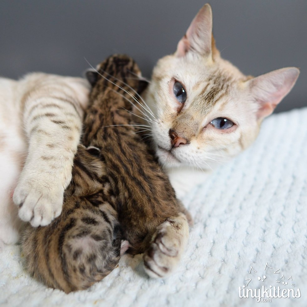 36 Best Pictures Bengal Cat Adoption Boston : Bengal Cat Adoption Ma