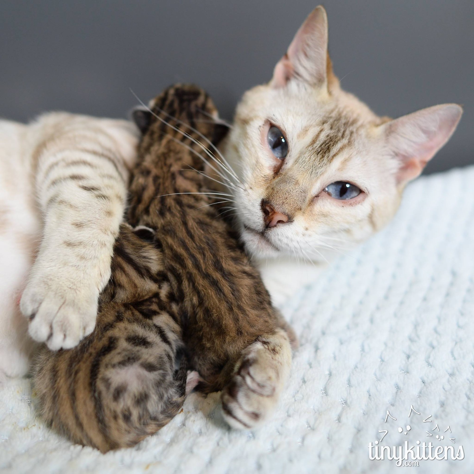 Heartwarming Story: Cat Protects Vulnerable Kittens - 9m0z55c