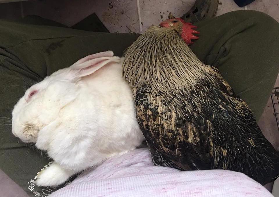 Sick Bunny And Rooster Discover How Much They Love Each Other
