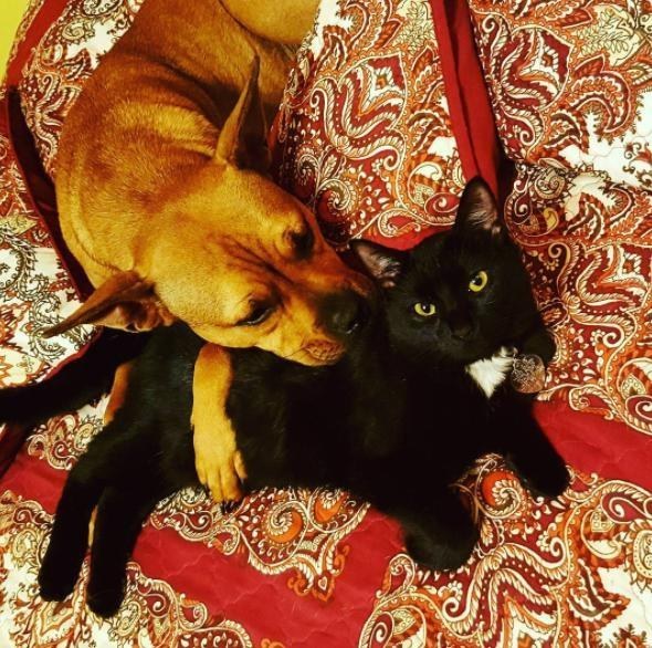 do-dogs-and-cats-really-hate-each-other