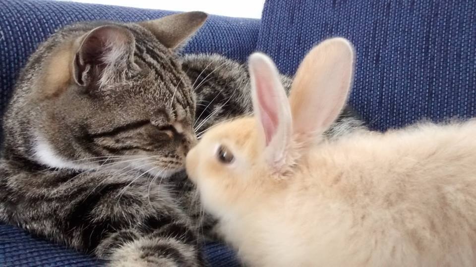 Cat Befriends Rabbit