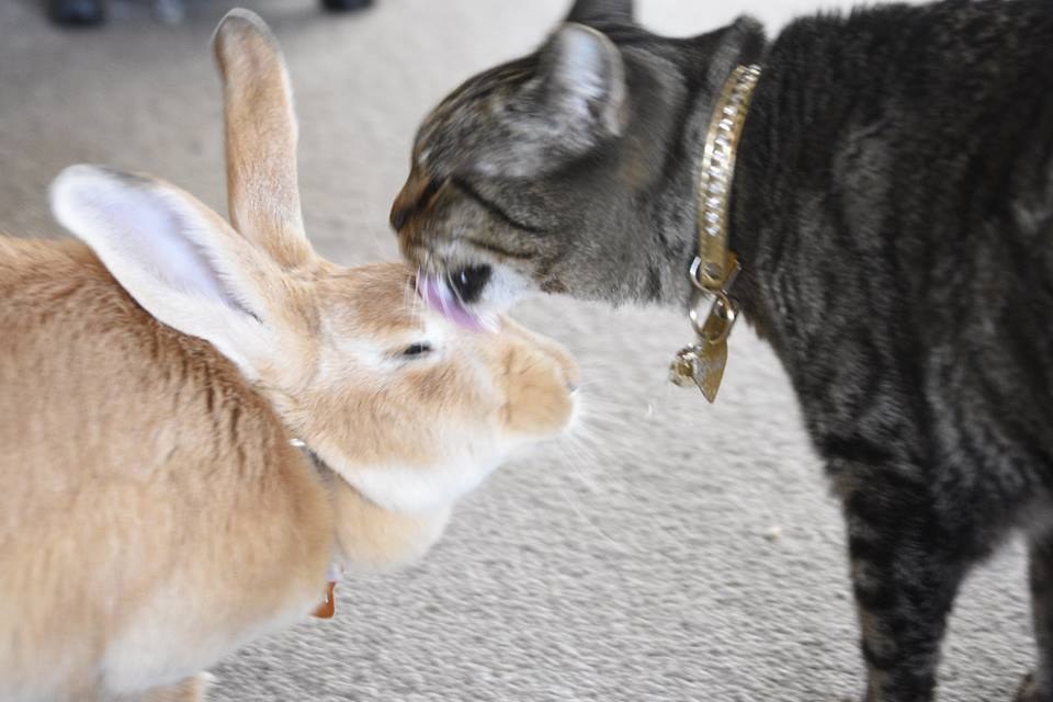 Rescue Cat Can't Stop Grooming And Cuddling Her Rabbit