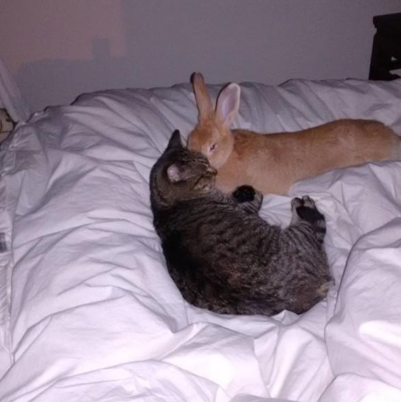 Rescue Cat Can't Stop Grooming And Cuddling Her Rabbit
